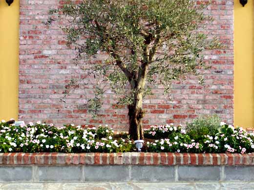 Olive und Blumen vor der Hauswand